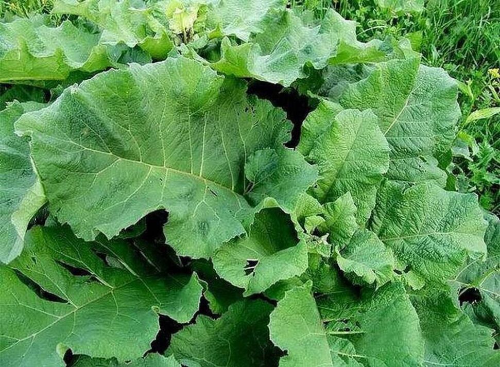 Burdock leaves - a popular remedy for the treatment of varicose veins