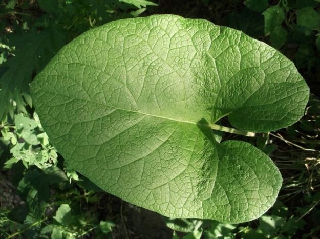 burdock leaves for the treatment of varicose veins